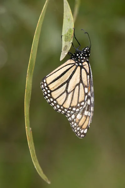 Wonderer Butterfly Also Known Danaus Plexippus — Stock Photo, Image
