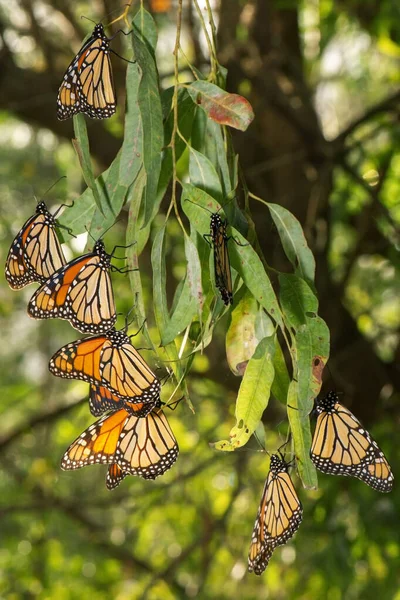 Wonderer Butterflies Also Known Danaus Plexippus — Stock Photo, Image