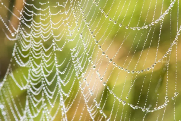 Macro Detalhada Perto Fundo Natureza — Fotografia de Stock