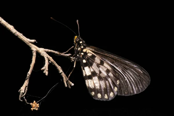 Acraea Andromacha Schmetterling Aus Der Familie Der Nymphalidae — Stockfoto