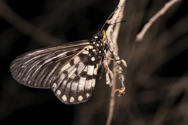 Acraea Andromacha Butterfly Family Nymphalidae — Stock Photo, Image