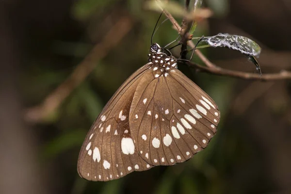 까마귀 Common Crow Butterfly Euploea Core 도알려져 — 스톡 사진