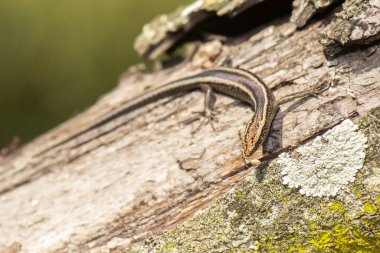 Garden Skink, Lampropholis guichenoti olarak da bilinir..