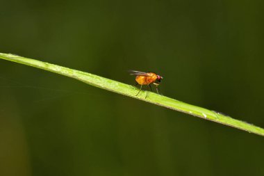 Şişko Turuncu Bush Sineği Dichaetomyia johannis olarak da bilinir.