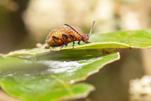 Weevil Rolamento Folhas Marrons Também Conhecido Como Attelabidae — Fotografia de Stock