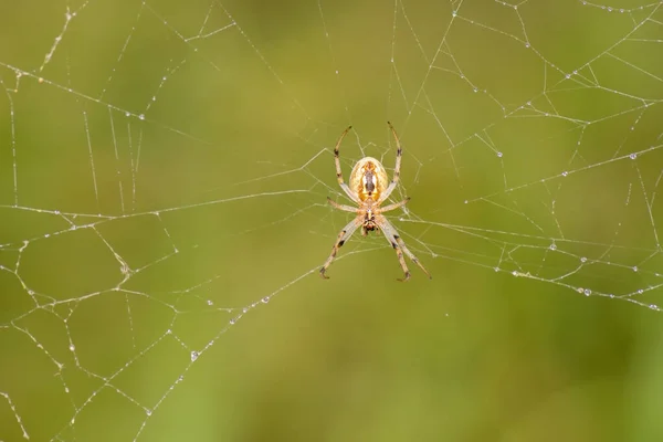 Orb Web Weavers Noto Anche Genere Eriophora Araneus — Foto Stock