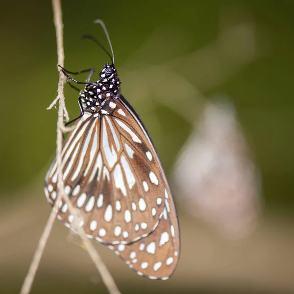 Blue Tiger Butterfly Also Known Tirumala Limniace — Stock Photo, Image