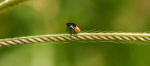 Australian Nymph Stink Bug Superfamily Pentatomoidea — 스톡 사진