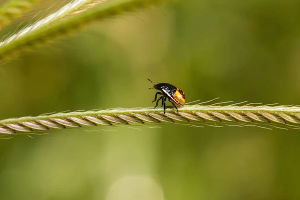 Australian Nymph Stink Bug Superfamily Pentatomoidea — 스톡 사진