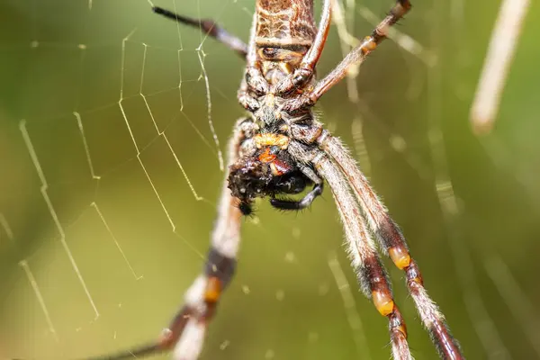 Ausztrál Golden Orb Weaver Spider Más Néven Nephila Edulis Nephilidae — Stock Fotó