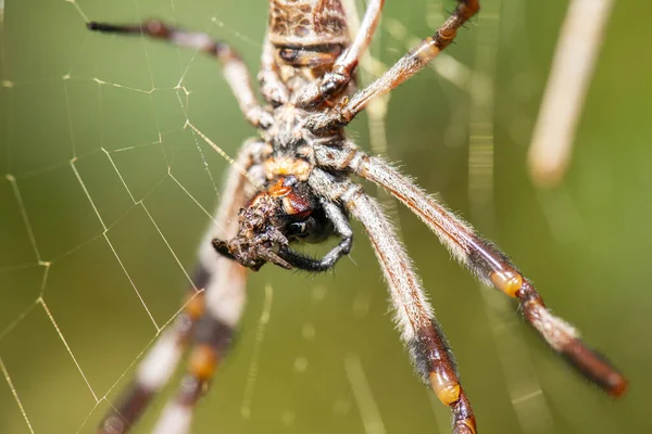 Australian Golden Orb Weaver Spider Também Conhecida Como Nephila Edulis — Fotografia de Stock