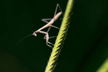 Sahte Bahçe Peygamberdevesi, Pseudomantis albofimbriata olarak da bilinir.