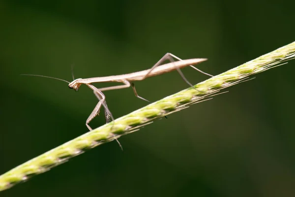 Falsche Gottesanbeterin Auch Als Pseudomantis Albofimbriata Bekannt — Stockfoto