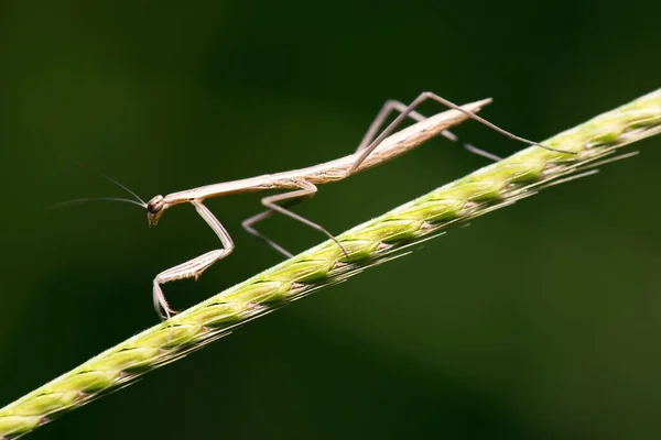 Falsche Gottesanbeterin Auch Als Pseudomantis Albofimbriata Bekannt — Stockfoto