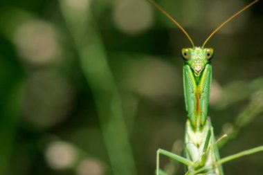 Peygamber devesi, Ortodera bakanlığı olarak da bilinir.