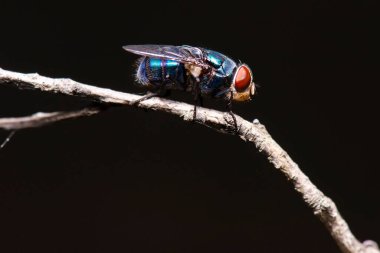 Mavi Şişe Kelebeği, Calliphora kusmuğu olarak da bilinir.