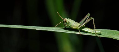 Dev Çekirge, Valanga düzensizliği olarak da bilinir..