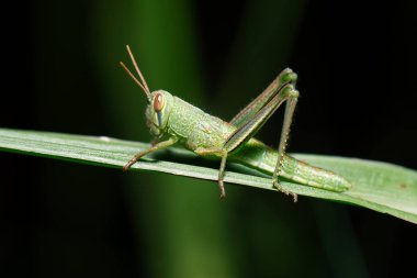 Dev Çekirge, Valanga düzensizliği olarak da bilinir..
