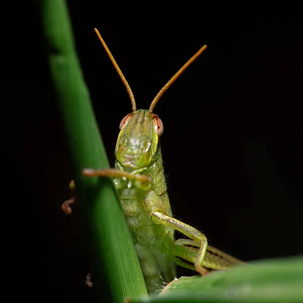 Riesen Heuschrecke Auch Als Valanga Irregularis Bekannt — Stockfoto