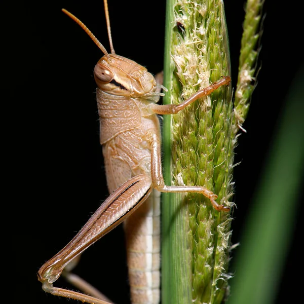 Riesen Heuschrecke Auch Als Valanga Irregularis Bekannt — Stockfoto