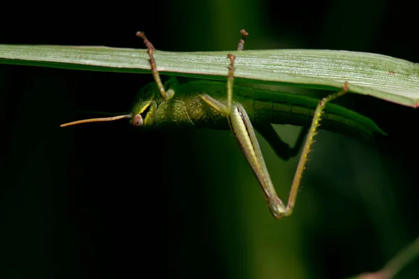 Grasshopper Gigante Também Conhecido Como Valanga Irregularis — Fotografia de Stock