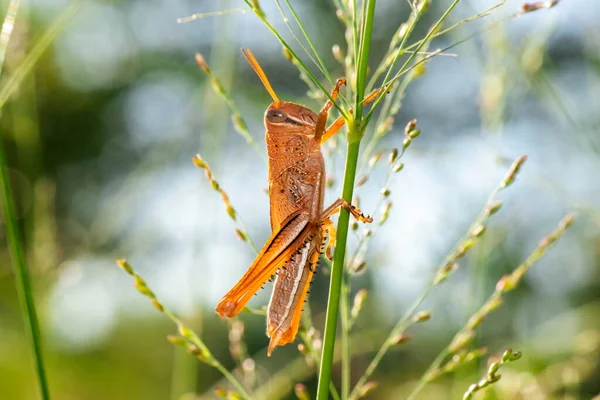 Riesen Heuschrecke Auch Als Valanga Irregularis Bekannt — Stockfoto