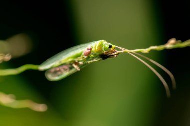Green Large Lacewing, Nymphidae familyasından Myiodactylus sp olarak da bilinir.