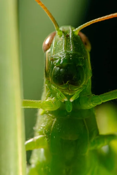 Riesen Heuschrecke Auch Als Valanga Irregularis Bekannt — Stockfoto