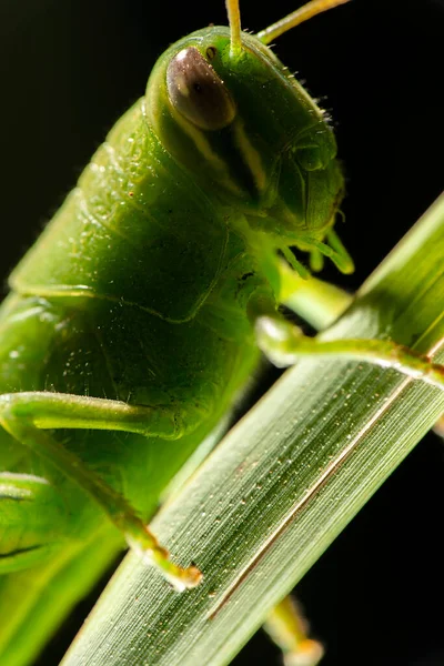 Riesen Heuschrecke Auch Als Valanga Irregularis Bekannt — Stockfoto