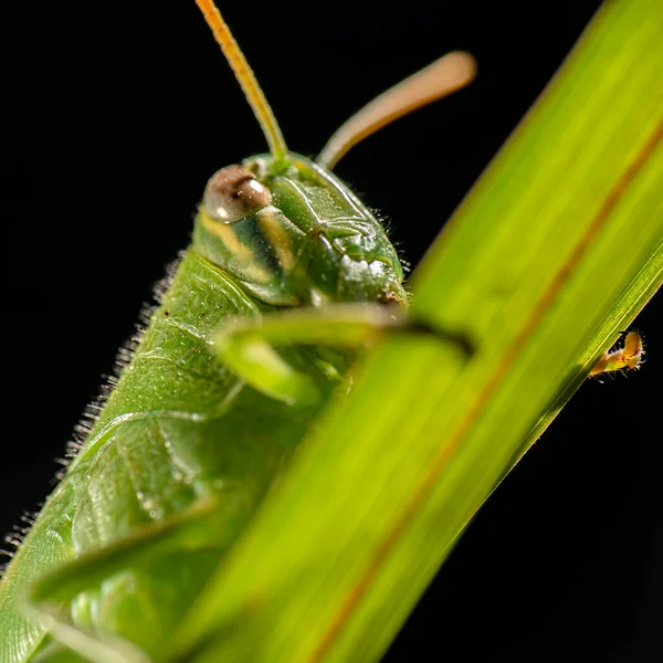 Giant Grasshopper Also Known Valanga Irregularis — Stock Photo, Image