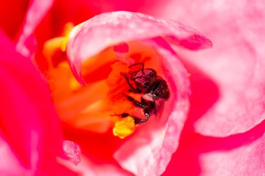 Avustralya Büyük Kara Arısı Braunsapis olarak da bilinir.
