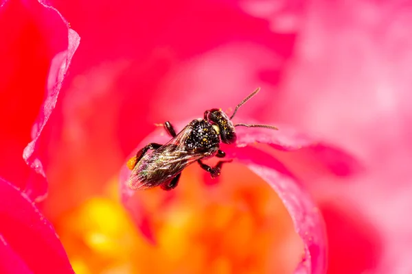 澳大利亚大黑蜂也被称为Braunsapis — 图库照片