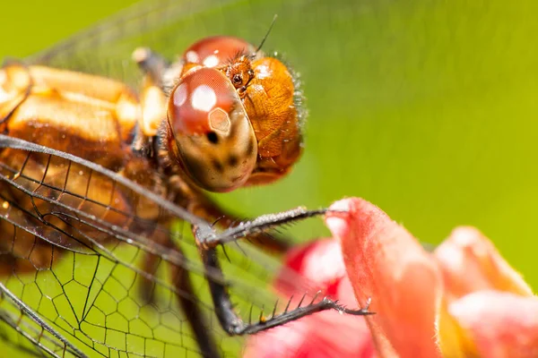 Крупный План Стрекозы Научное Название Anisoptera — стоковое фото