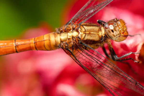 Gros Plan Une Libellule Son Nom Scientifique Est Anisoptera — Photo