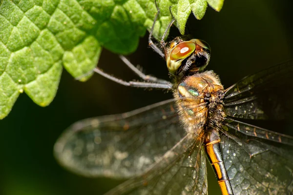 Libellule Émeraude Australienne Également Connue Sous Nom Hemicordulia Australiae — Photo