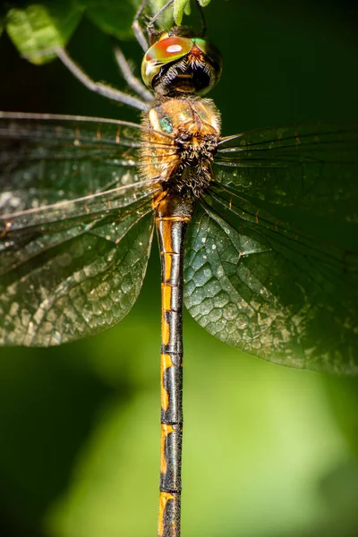 Libellule Émeraude Australienne Également Connue Sous Nom Hemicordulia Australiae — Photo