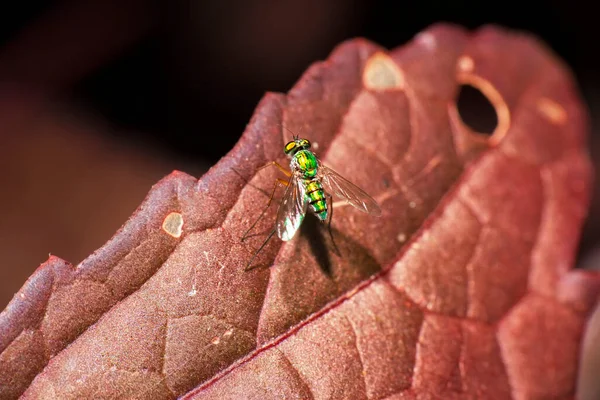 Zöld Hosszú Lábú Légy Más Néven Dolichopodidae — Stock Fotó