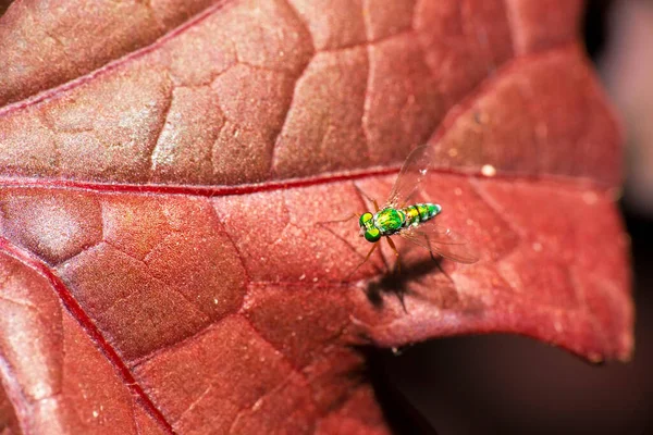Mosca Pernas Longas Verde Também Conhecida Como Dolichopodidae — Fotografia de Stock