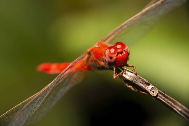 Kırmızı Percher Yusufçuğu, Diplacode hematod olarak da bilinir.