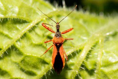 Kırmızı Dikenli Katil Böcek, aynı zamanda Scipinia arenası olarak da bilinir.