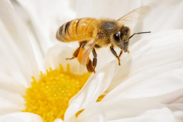 Europäische Honigbiene Auch Als Apis Mellifera Bekannt — Stockfoto