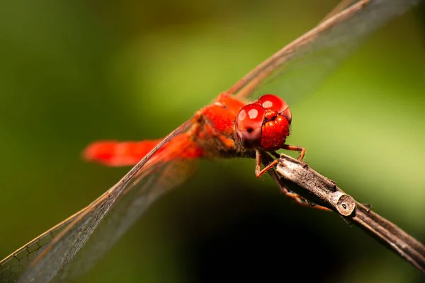 Scarlet Percher Dragonfly Известный Diplacodes Haematodes — стоковое фото