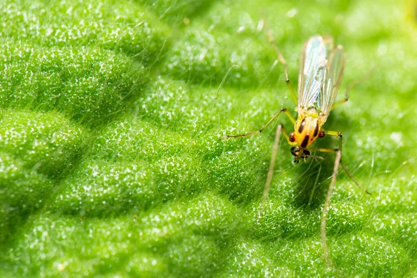 无咬伤的蚜虫也被称为衣原体 — 图库照片