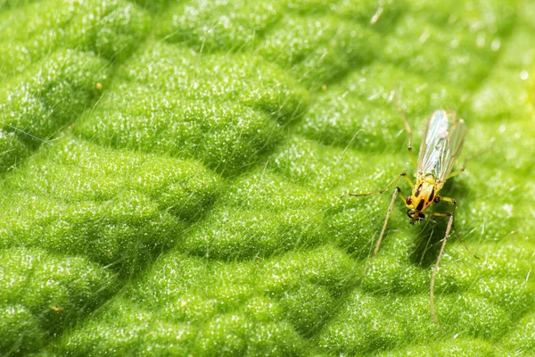 无咬伤的蚜虫也被称为衣原体 — 图库照片
