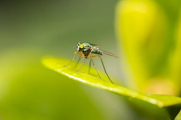 绿长腿苍蝇也被称为Dolichopodidae — 图库照片