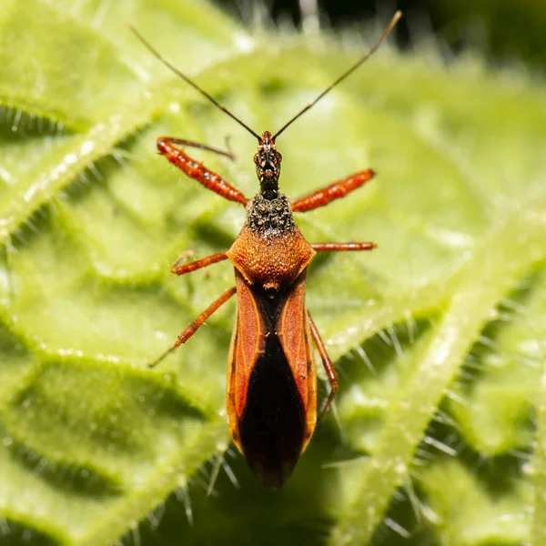스피니아 암살단 Red Spiny Assassin Bug Scipinia Arenacea 도알려져 있습니다 — 스톡 사진