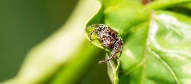 Renkli Isırgan Sıçrayan Örümcek Avustralya 'dan Opisthoncus sp olarak da bilinir.