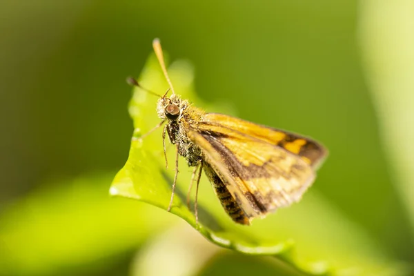 Orange Dart Широкобрендовый Травяной Дротик Skipper Бабочка Известный Suniana Sunias — стоковое фото