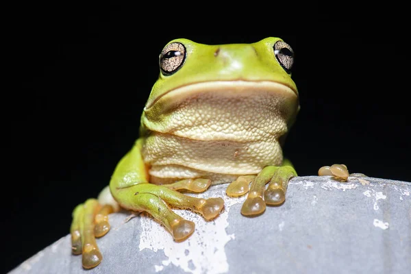 Australiano Green Tree Frog Também Conhecido Como Litoria Caerulea — Fotografia de Stock