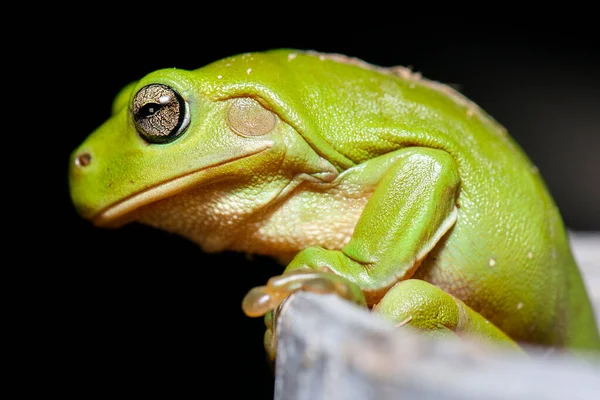 Australiano Green Tree Frog Também Conhecido Como Litoria Caerulea — Fotografia de Stock